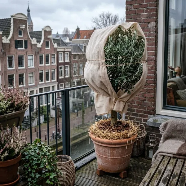 Hoe plant je een olijfboom in pot?